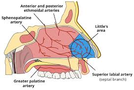 <p>Internal carotid artery → ophthalmic artery → anterior + posterior ethmoidal arteries</p><p>External carotid </p><p>→ facial artery → superior labial artery</p><p>→ maxillary artery → greater palatine + spheno-palatine arteries</p><p>Anastomose to form the keisselbach plexus</p>
