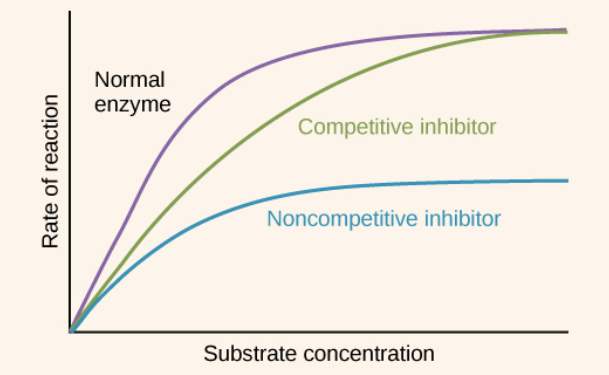 <p><strong>Competitive</strong>: Allow reactions via enzymes to reach their maximum rate of reaction (just slower) because substrates will eventually reach enzymes before inhibition happens</p><p><strong>Non-competitive</strong>: Do NOT allow reactions to reach maximum rate because a certain amount of total enzymes available will be “poisoned”, not allowing for the substrate to bind with them bc of active site shape deformation regardless of how much substrate is available</p>