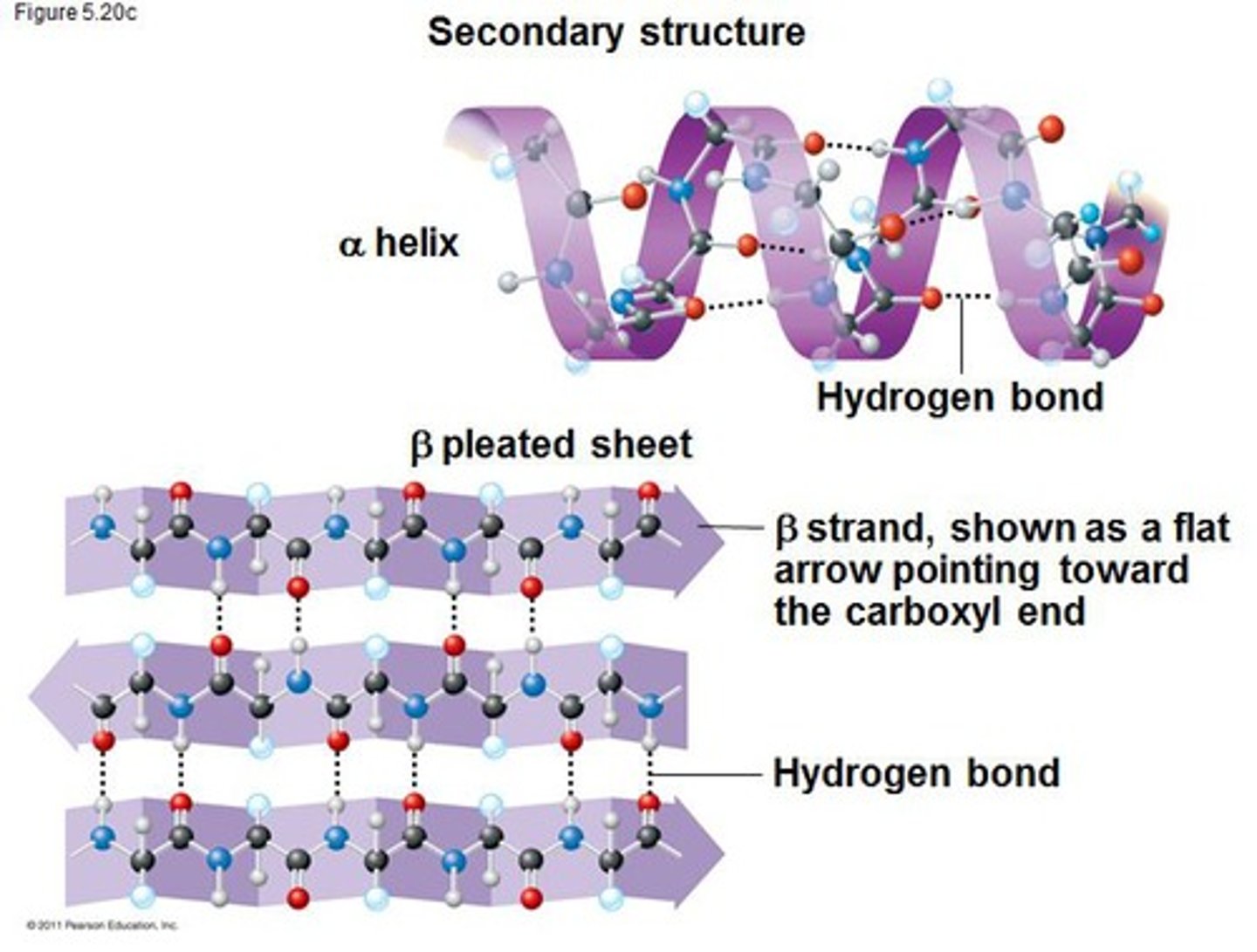 <p>The second level of protein structure is the regular local patterns of coils or folds of a polypeptide chain. Contains A-helix and B-pleated sheets.</p>