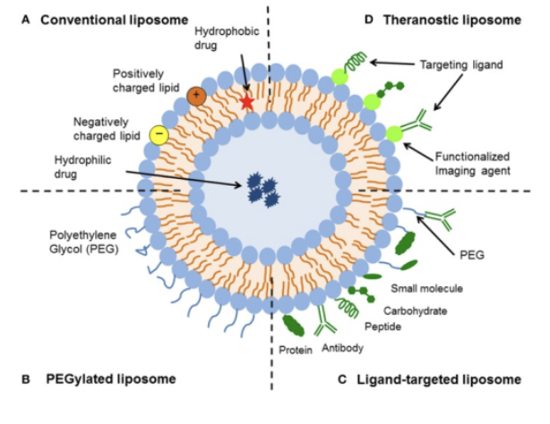 <p>Liposomes, formed by <strong><em>sonicating</em></strong> a mixture of <strong><em>phospholipids</em></strong> in aqueous solution, may be useful as <strong><em>drug-delivery </em></strong></p>
