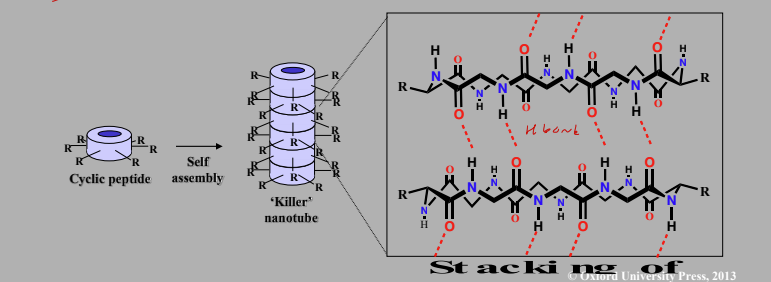 <p>Synthetic cyclic peptides that self assemble in bacterial cell membranes to form nanotubes alternating L- &amp; D- AA.</p><p>Amide groups perpendicular to plane of cyclic peptides</p><p>Allows H bonding between each layer of cyclic peptide</p><p>Residues sticking out in the same plane do not interfere</p><p>Lysine aids selectivity for bacterial cells which have a negatively charged surface – the lysine side chain is positively charged</p>