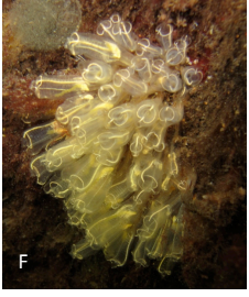 <p>What phylum or class does this animal belong to, and what is its feeding mode?</p>