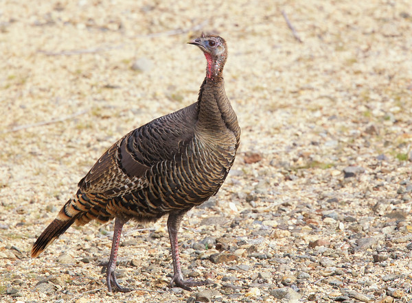 <p><em>Rio Grande </em>Wild Turkey</p><p>(hen pictured here)</p>