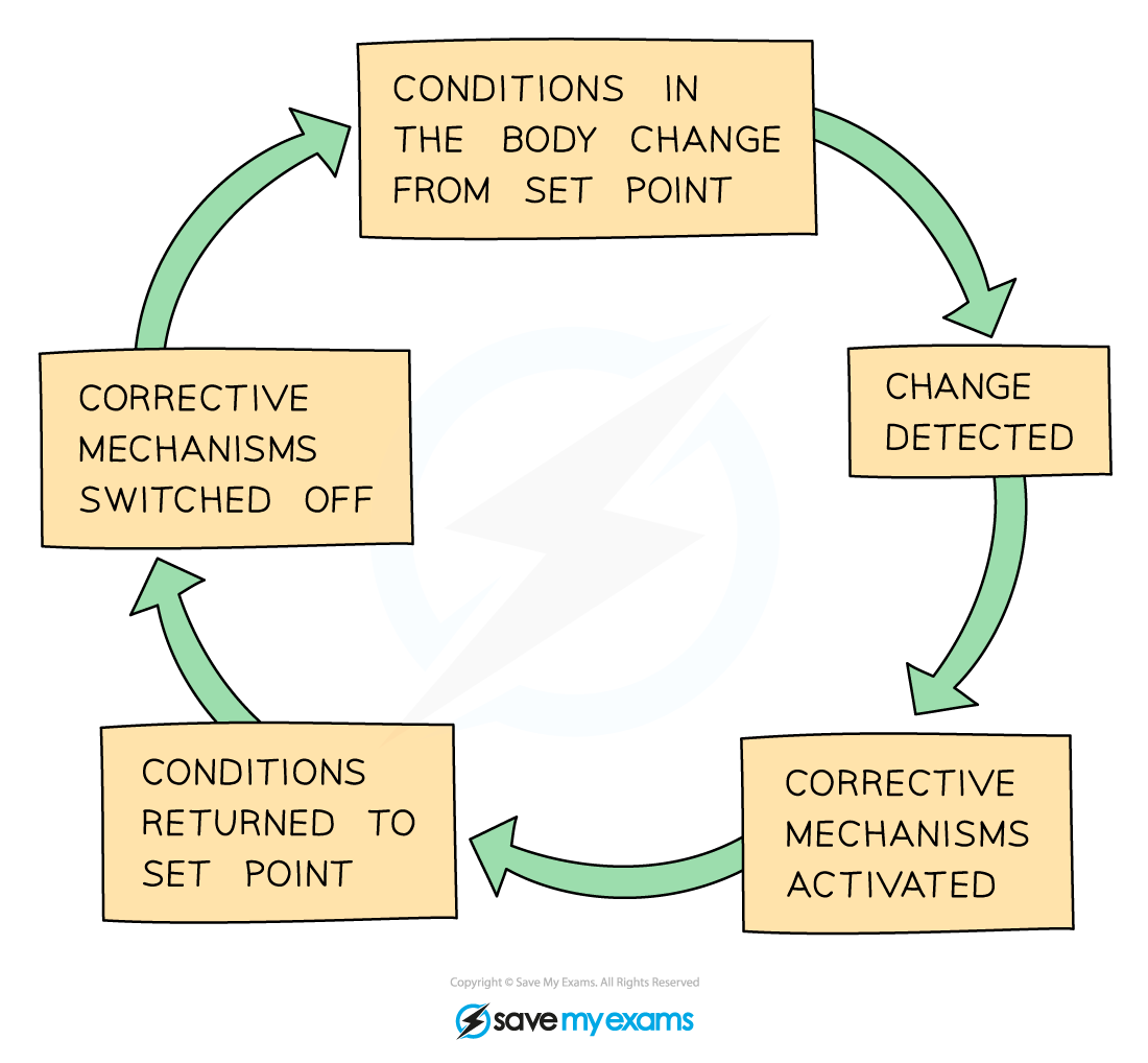 <p>Detects changes, triggers responses to return to set point</p>