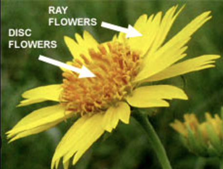 <p><span>All 5 petals fused into one big petal on the side.</span></p>