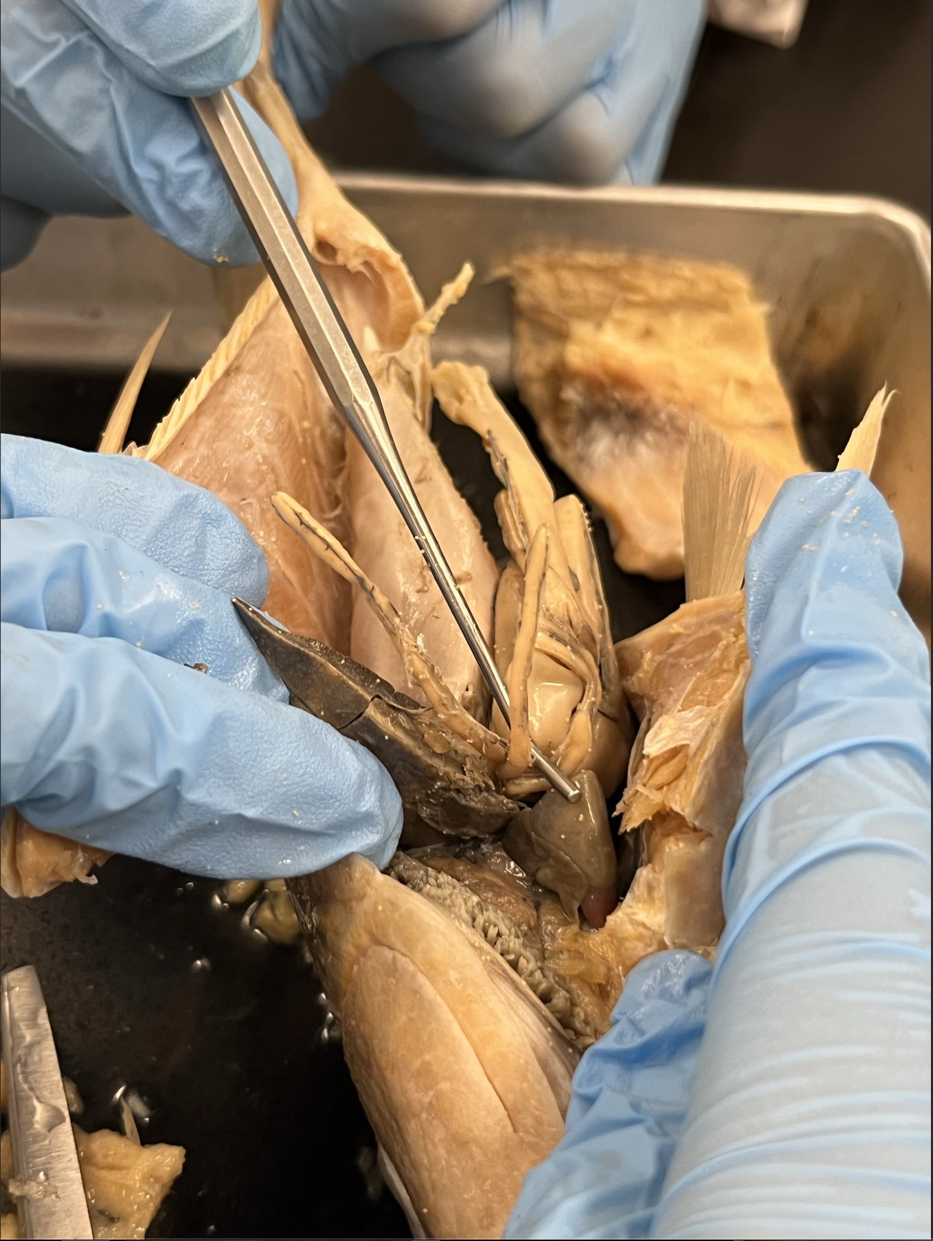 <p>what specimen is this?</p><p>identify the pyloric ceca and heart</p>