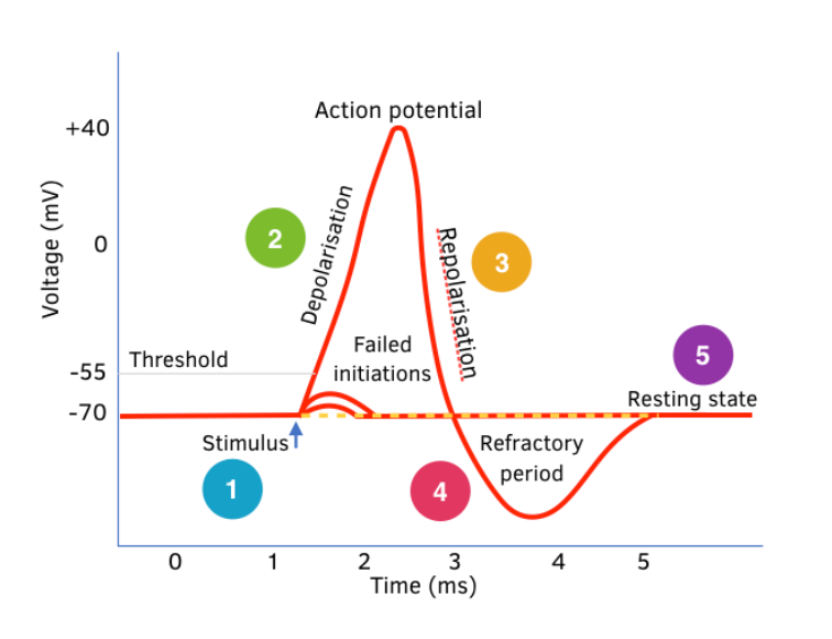 <p>The process of the membrane potential becoming more negative (relative to the outside of the cell wall). </p>