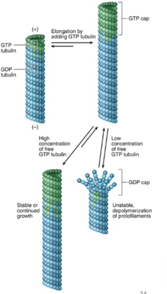 <p>Where does microtubule polymerization occur most rapidly?</p>