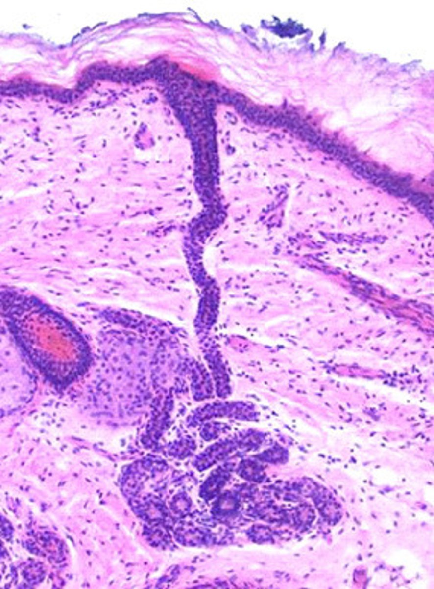 <p>These glands produce sweat.</p>