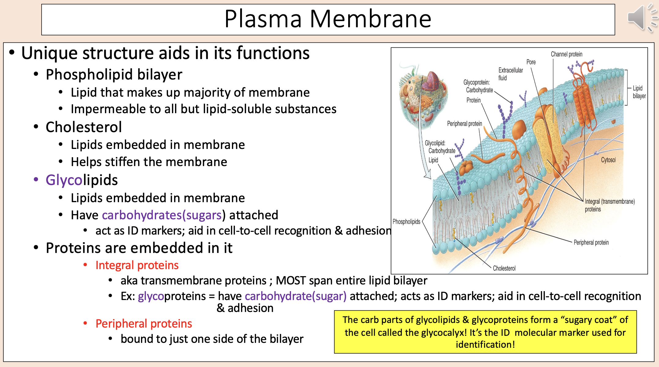 <p><span><span>• Lipids embedded in membrane.</span></span></p><p><span><span>• Helps stiffen the membrane.</span></span></p>