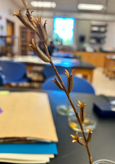 <p>Family + Genus?</p>