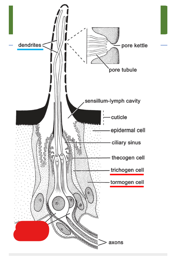 <p>what is shown on this diagram of multipored sensillum on the antenna?</p>