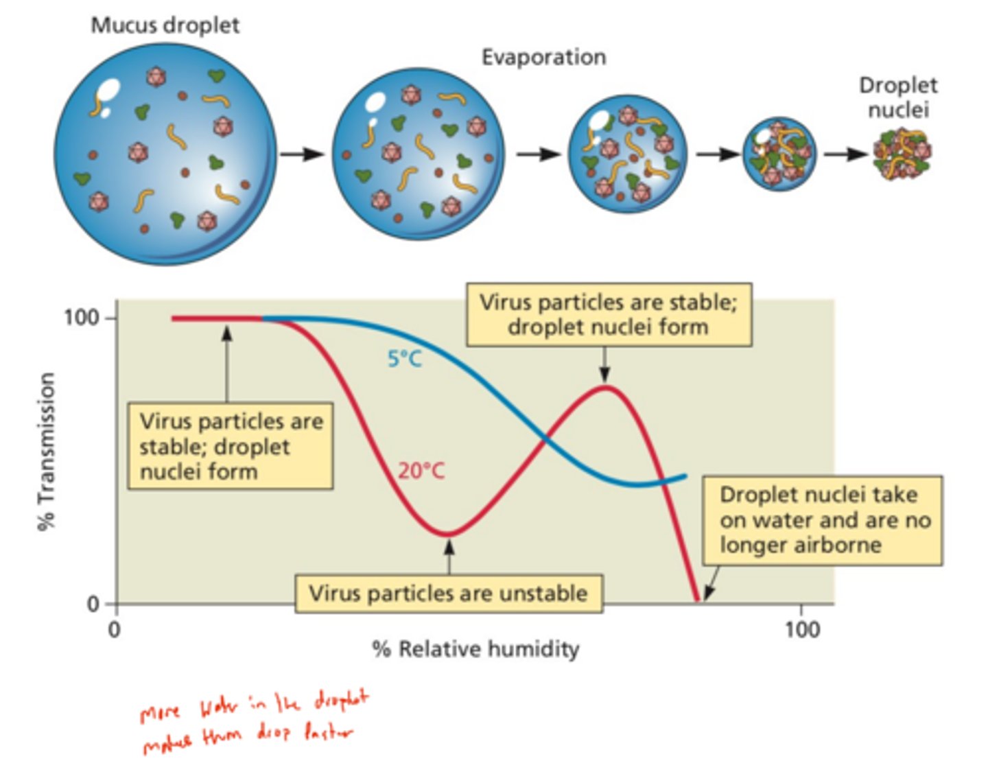 <p>Inhalation or contact with infected respiratory and oropharyngeal secretions</p>