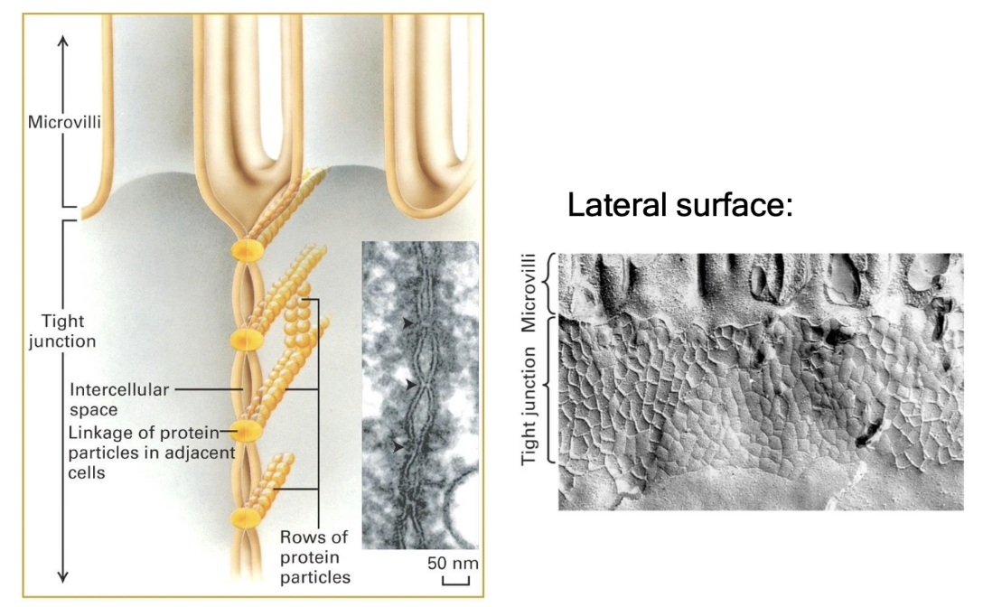 <ul><li><p>Also called <strong>zonula occludens</strong></p><ul><li><p>Located <strong>just below the apical surface</strong> of adjacent cells and <strong>seal off space between cells</strong> completely</p></li></ul></li><li><p>Prevent <strong>fluid and small molecule diffusion</strong> across cell layers</p><ul><li><p>Important in the <strong>gastrointestinal tract</strong> to prevent enzyme leakage</p></li></ul></li><li><p>Made of <strong>linear arrays of occludin and claudin proteins</strong></p><ul><li><p>Appear as <strong>points where membranes are pinched together</strong> under electron microscopy</p></li></ul></li><li><p>Form a <strong>complete junctional band</strong> (not just a single junction)</p><ul><li><p>Freeze fracturing (cells frozen with liquid nitrogen and then broken at weak points) reveals a <strong>web-like network of tight junction proteins</strong></p></li></ul></li></ul><p></p>