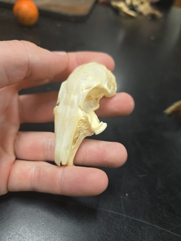 <p><span><span>2 0 3 3 = 28 teeth total</span><span><br></span><span>1 0 2 3</span><span><br></span><span> Long nose (porus sinuses)</span><span><br></span><span> Large eyes to the side</span><span><br></span><span> Complete bony eye socket</span><span><br></span><span> Very large auditory bullae</span><span><br></span><span> White incisors</span><span><br></span><span> Grooved incisors</span><span><br></span><span> Second set of incisors sets directly</span><span><br></span><span>behind first set on top</span><span><br></span><span> Stemmed auditory bullae (ears set</span><span><br></span><span>on top of head)</span><span><br></span><span> First premolar is very long and</span><span><br></span><span>curved</span><span><br></span><span> Huge incisive foramen that takes</span><span><br></span><span>up almost all of the hard palate</span><span><br></span><span> Hard palate ends at the middle of</span><span><br></span><span>teeth</span></span></p>