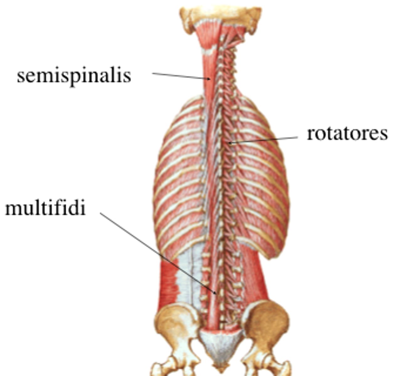 <p>Oblique running back muscles: semispinalis, multifidus, rotatores</p>
