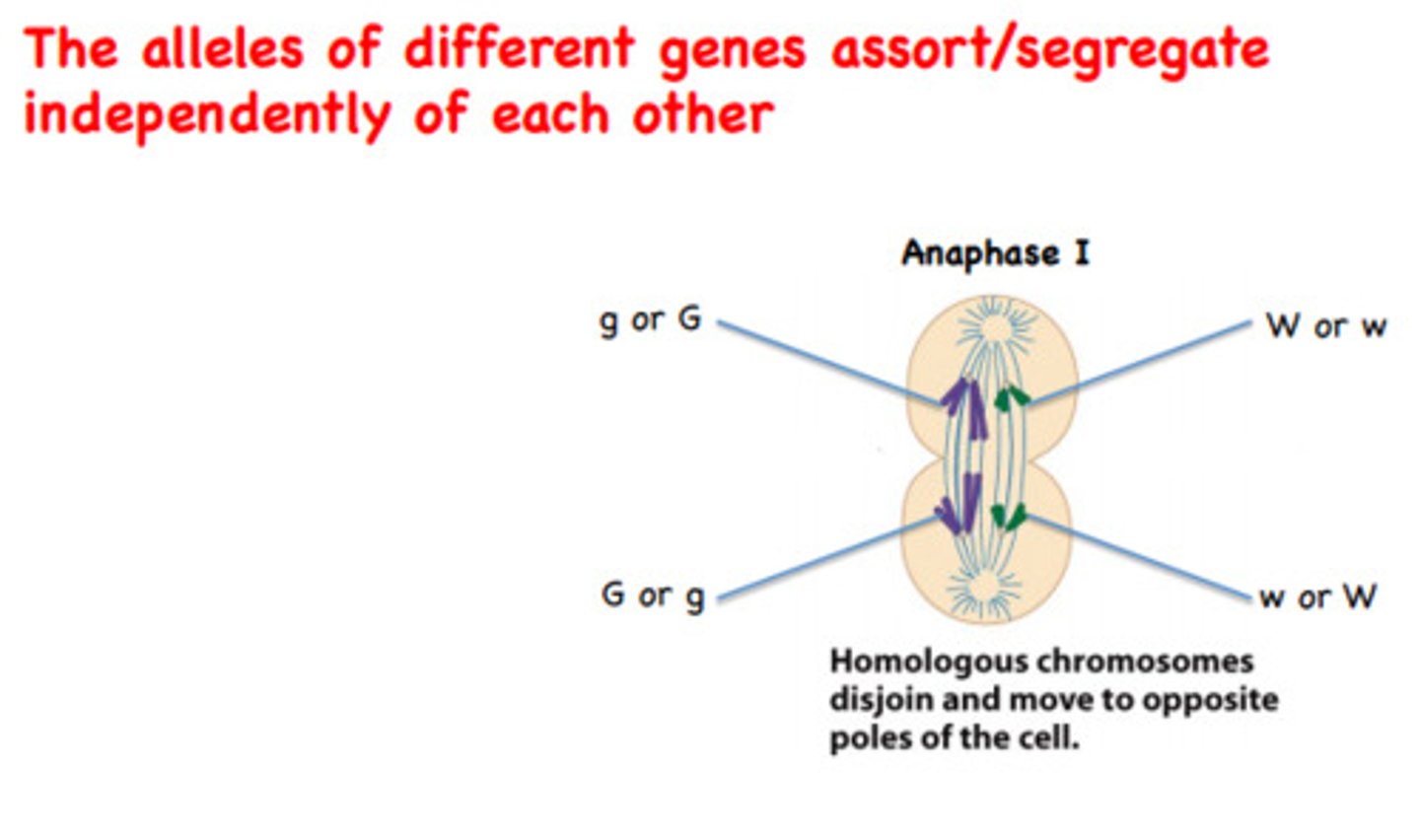 <ul><li><p>Segregation of different allele pairs is independent (seed color is independent of seed shape)</p></li><li><p>Independent alignment of different homolog pairs during metaphase = independent segregation of allele pairs</p></li></ul><p>(after crossing over, allele pair randomly in meta I)</p>