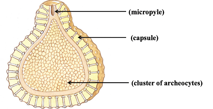 <p>form of <strong>asexual reproduction + survival structure</strong> since sponges are sessile and can’t escape poor environmental conditions; totipotent archaeocytes cluster together, phagocytose other sponge cells to store nutrients, form a capsule of spongin and microscleres, and the archaeocytes with nutrients are sealed and protected during harsh conditions; they will open when conditions improve</p>