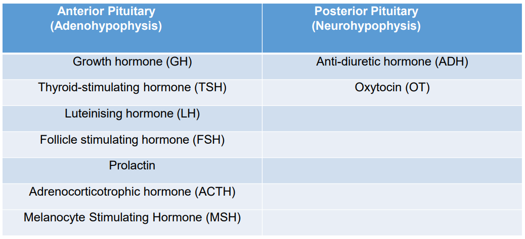 <p>Pituitary Hormones SUMMARY</p>
