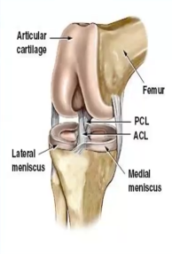 <p>What ligament is utilized during <strong>weight-bearing</strong> exercises?…</p>