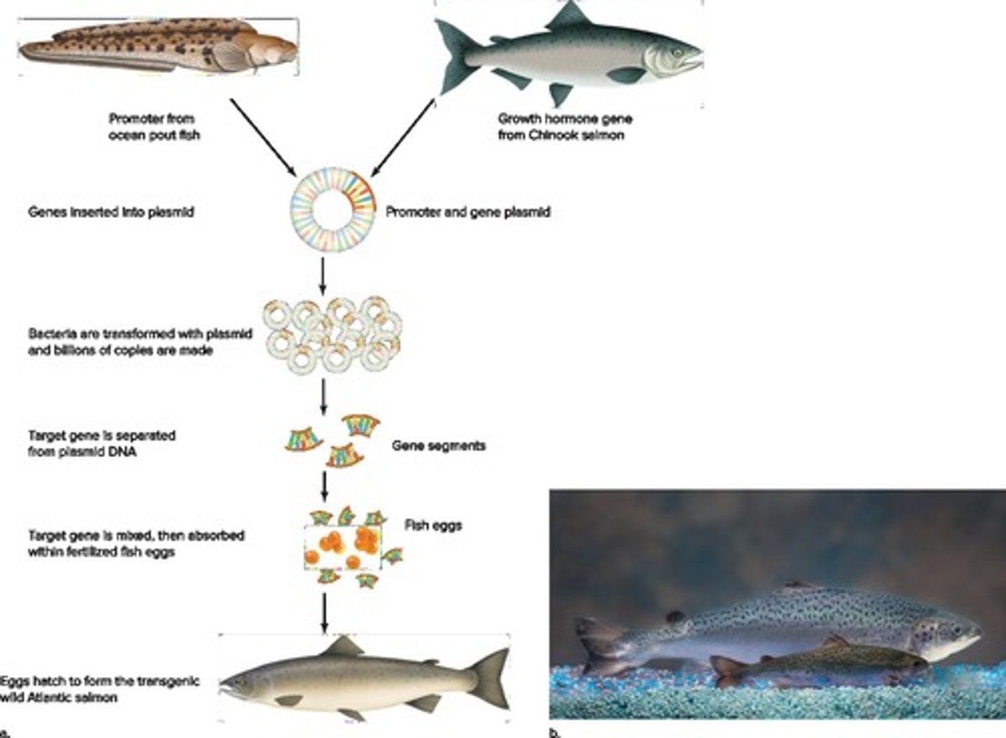 <p>A genetically modified salmon that grows three times faster than wild salmon and requires less food.</p>
