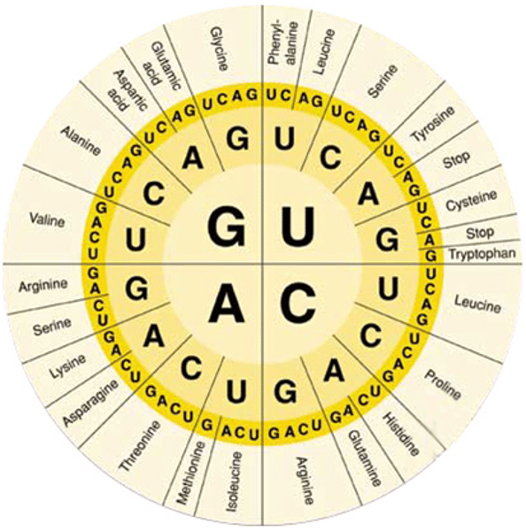 <p>Consists of 64 codons. But only 61 code amino acids.</p>