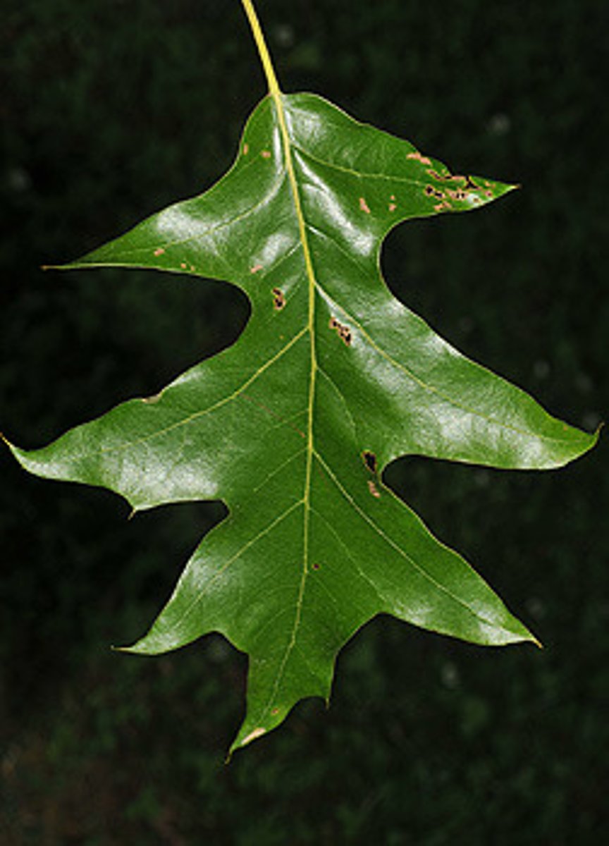 <p>Quercus pagoda, Fagaceae</p>