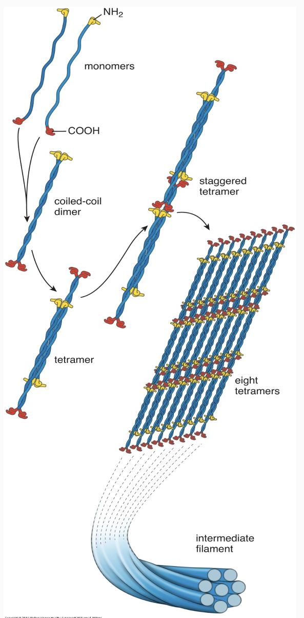<p>Intermediate Filaments</p>