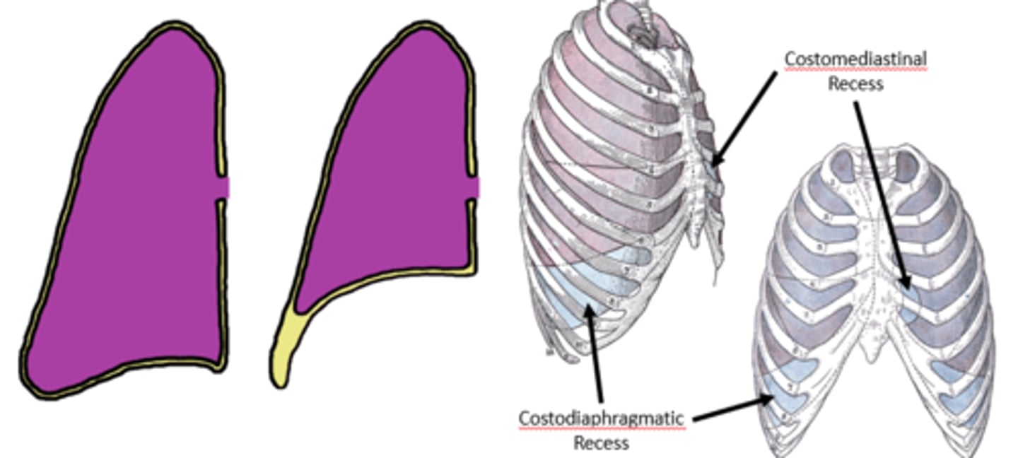 <p>· Portion of the costal pleura over lining the sternum makes contact with the mediastinal pleura</p>