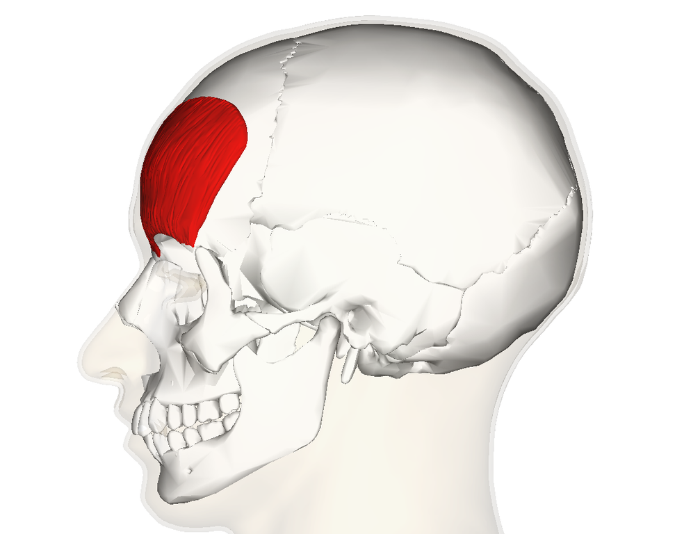 <p>located on the frontal facial bone</p>