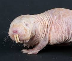 <p>Naked mole rat</p><ul><li><p><span style="background-color: transparent;"><span>Monotypic; heterocephalus glaber.&nbsp;</span></span></p></li><li><p><span style="background-color: transparent;"><span>Is fossorial, small, and has protruding incisors. Has similar morphology to the other fossorial mammals.&nbsp;</span></span></p></li><li><p><span style="background-color: transparent;"><span>Eusocial and colonial. They work together for burrowing, defense, and reproduction. There’s a queen matriarch with workers and breeding males.&nbsp;</span></span></p></li><li><p><span style="background-color: transparent;"><span>Pretty useful for science because of their weird ecology. Live a really long time, resistant to pain and cancer, and insensitive to low O2.</span></span></p></li></ul><p></p>