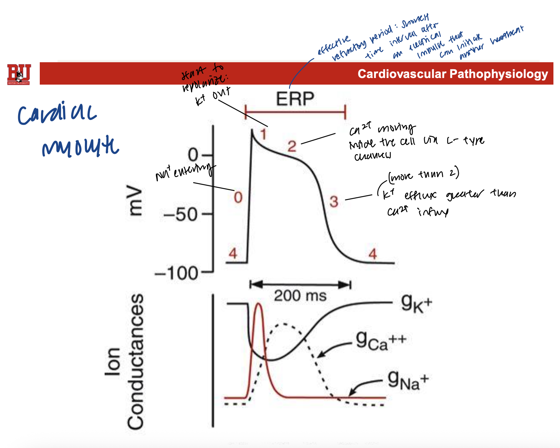 <ul><li><p>phase 4: resting membrane potential</p></li><li><p>phase 0: rapid depolarization caused by the conductance of Na+</p><ul><li><p>initiated by the increasing Na+ into the cell, and moves the membrane potential away from the K+ equilibrium membrane potential, and closer to the Na+ equilibrium membrane potential</p></li></ul></li><li><p>phase 1: initial repolarization</p><ul><li><p>caused by the opening of special (outward) K+ channels</p></li><li><p>also caused by inactivation of Na+ channels</p></li></ul></li><li><p>phase 2: plateau phase</p><ul><li><p>delayed repolarization due to slow influx of Ca++ which occurs through long-lasting L-type Ca+ channels</p></li></ul></li><li><p>phase 3: repolarization</p><ul><li><p>K+ conductance increases and Ca++ conductance decreases</p></li></ul></li></ul><p></p>