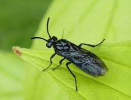 <p>Sawflies</p>