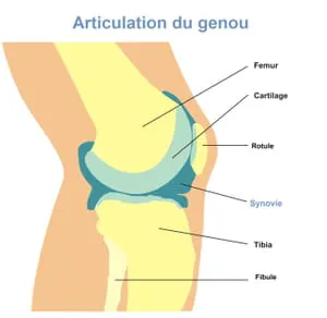 <p>IL N’Y A PAS DE <span style="color: rgb(255, 0, 0);"><span>PERICHONDRE DANS LES ARTICULATIONS</span></span>, car la surface doit être <strong>lisse et en contact direct avec le </strong><span style="color: rgb(255, 0, 0);"><strong><span>liquide synovial</span></strong></span> pour permettre le glissement.</p>