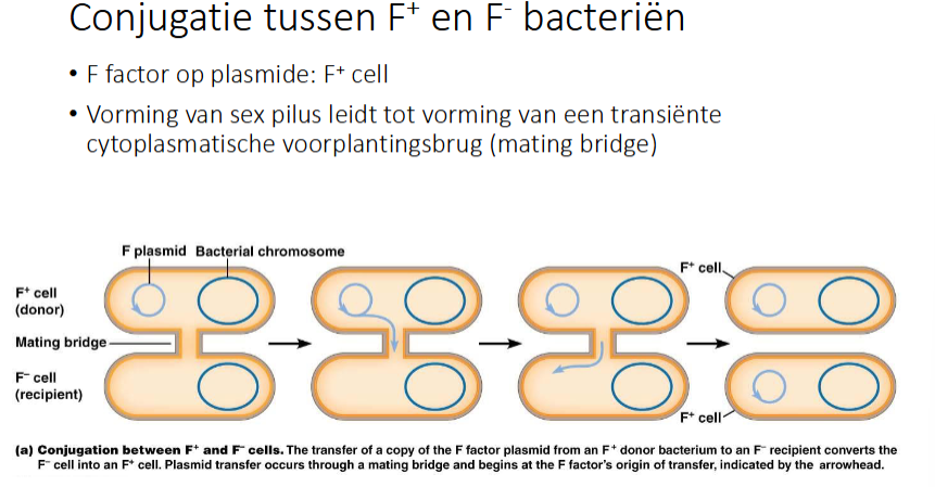 <p>De F+ cel is de donor en de F- cel de acceptor.</p><p>Er wordt een sex pilus gevormd, een transiënte cytoplsmatische voortplantingsbrug (mating bridge), tussen de bacteriën.</p><p>Het F-plasmide repliceert en DNA wordt uitgewisseld via de sex pilus van F+ naar F- bacterie.</p><p>Beide zijn nu F+ cellen.</p>