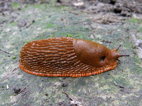 <p>Kmeň: Mollusca (mäkýše)<br>Trieda: Gastropoda (ulitníky)<br>Skupina: Pulmonata (pľúcnatce)</p>