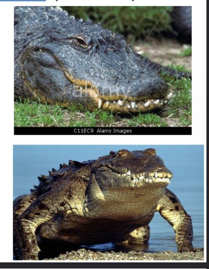 <p>in phylum chordata, subphylum vertebrata, crocodiles, alligators, closer related to birds than reptiles, complex heart, oviparous</p>