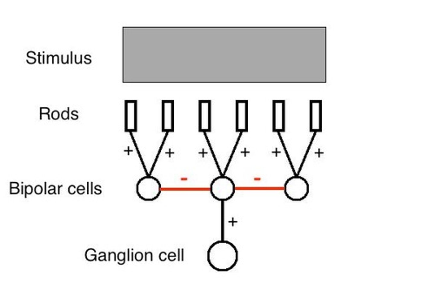 <p>Ganglion cells respond to visual stimuli, particularly to edges and regions of high contrast, acting as contrast detectors.</p>