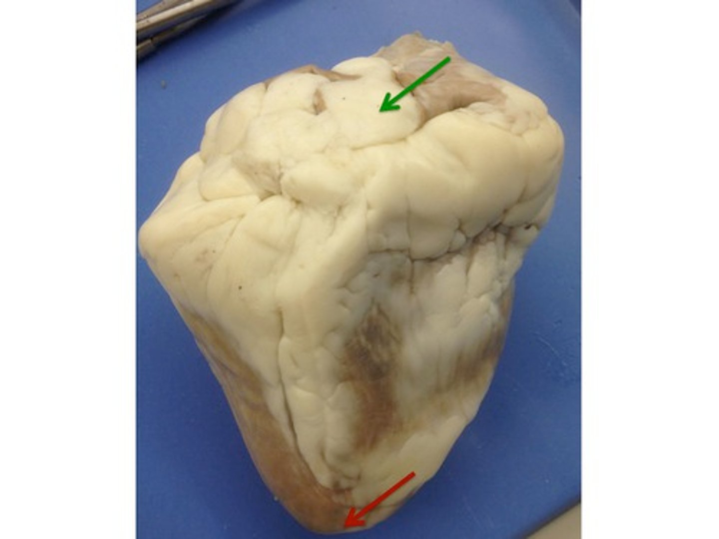 <p>What is at red arrow?</p>