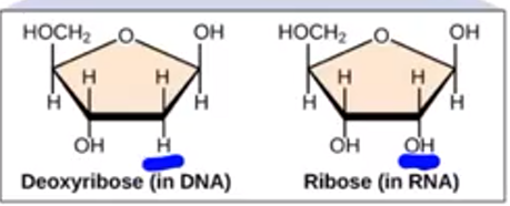 <p>There is a extra single Oxygen in the Ribosome</p>