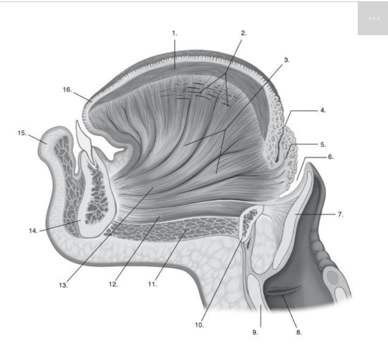 <p>Identify <strong>number 6</strong> in the image below:</p>