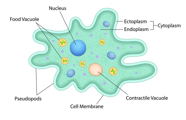 <p>What type of Protoctista is this?</p>