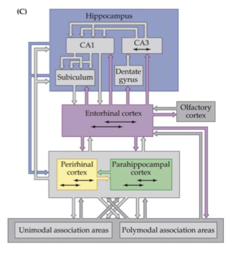 <ul><li><p>received connections from all modalities - e.g., vision, sound, smell, emotions → memories are multisensory</p></li><li><p>contains multiple nested feedback loops/ multiple pathways information can flow through → ideal for associative learning</p></li><li><p>neurons have special properties that support memory</p></li></ul><p></p>