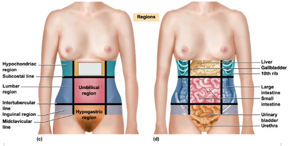 <p>What is this abdominal region</p>