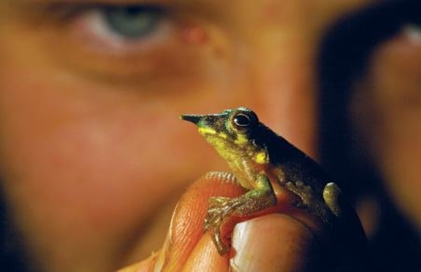 <p>The scope of variation among living organisms.</p>