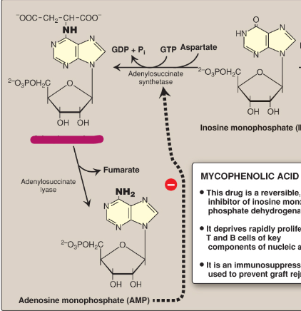 <p>Name this section of AMP synthesis.</p>