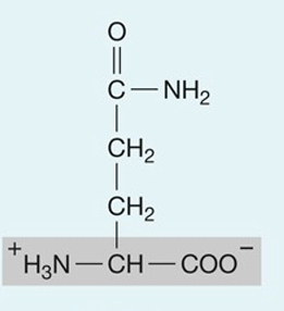 <p>hydrophillic</p>