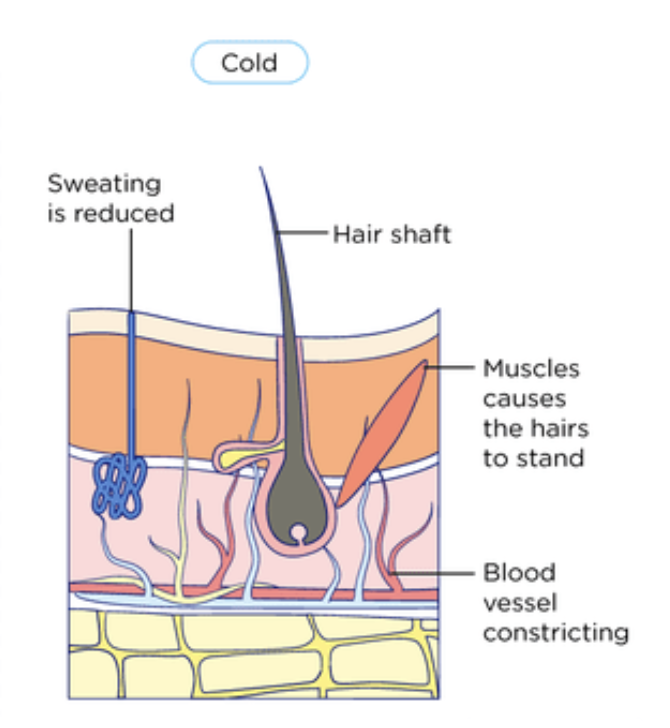 <p>Vasoconstriction → narrowing of arterioles near skin surface → reduces blood flow → less heat is lost from body</p>