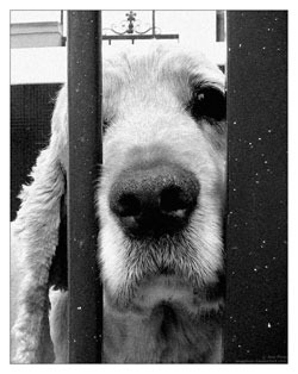 <p>adj. dễ xúc động = sentimental</p>