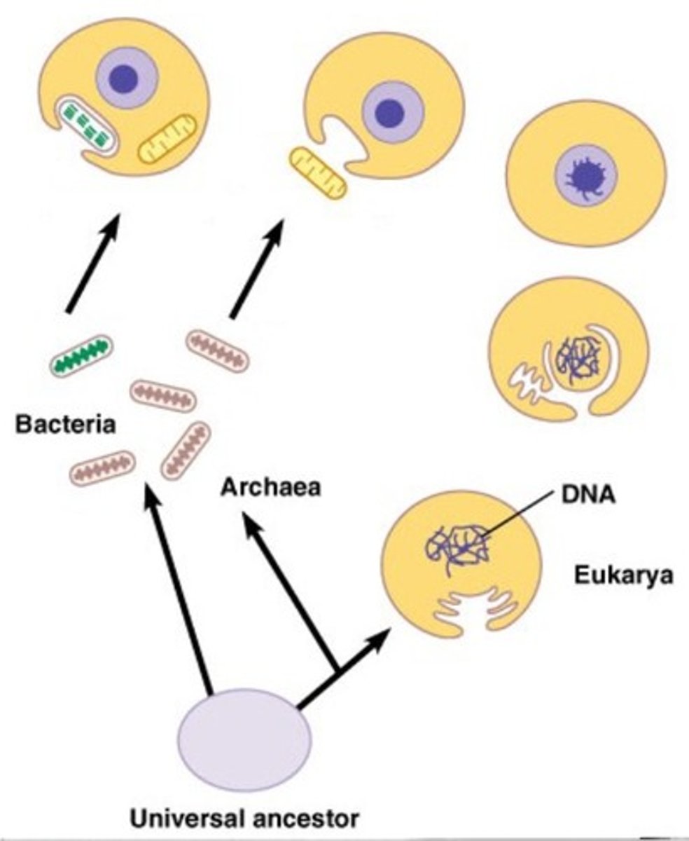 <p>- mitochondria and chloroplasts were originally independent prokaryotic organisms (bacteria)</p><p>- somehow, each ended up inside a larger cell, but didn't get digested</p><p>- now they're just organelles</p><p>- both have their own DNA: circular prokaryotic DNA</p><p>- both have their own ribosomes: prokaryotic 305-505-705 ribosomes</p><p>- these events are proposed to have formed major branches to form on the tree of life</p><p>- mitochondria = domain eukarya</p><p>- chloroplast = kingdom plant</p>